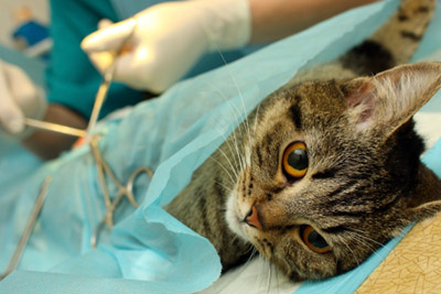 uretrostomie périnéale chat bouché